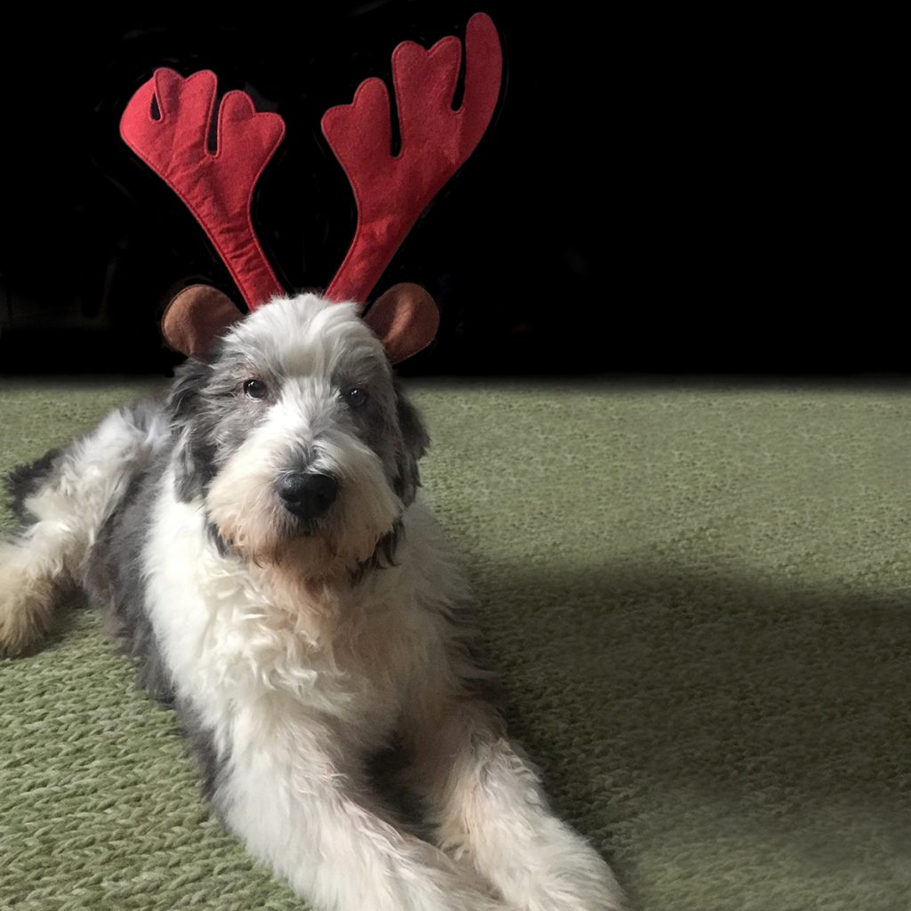 Photo of Molly as Rudolf